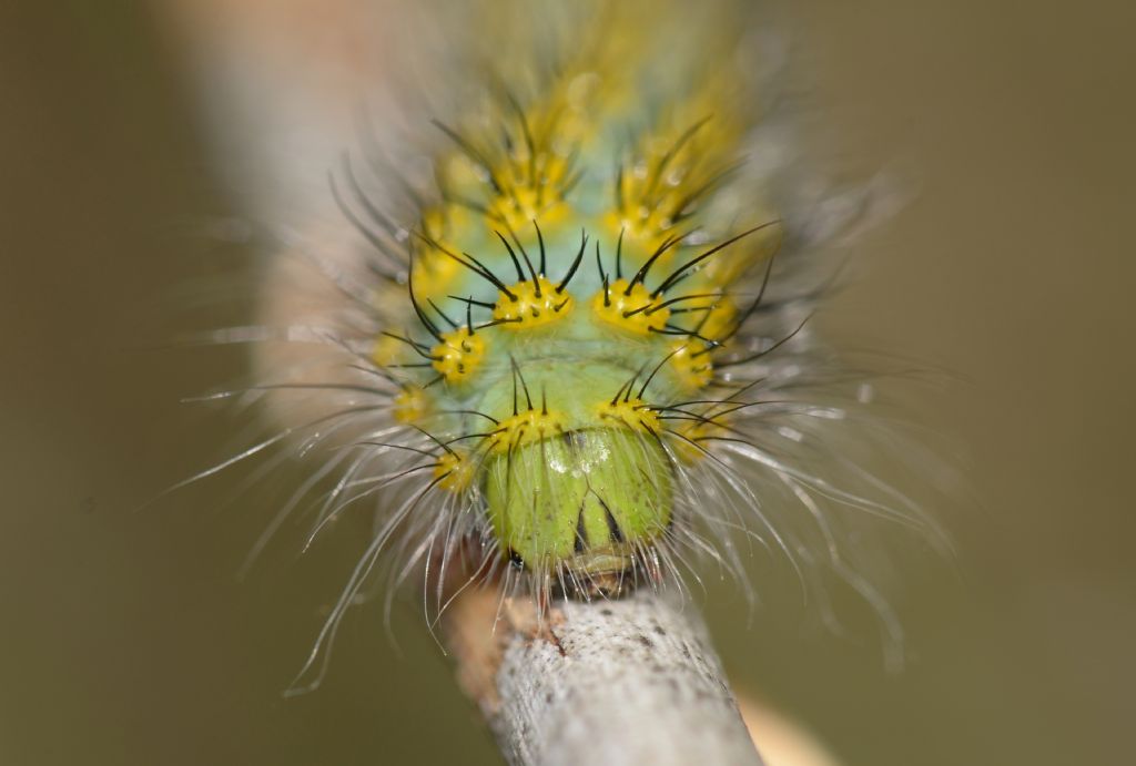 Saturnia (Eudia) pavoniella o Saturnia pavoniella?